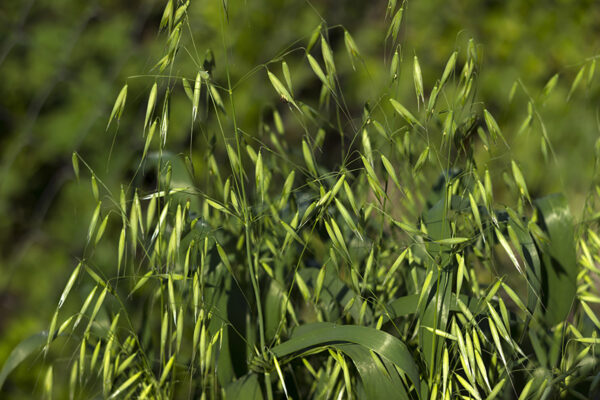 Oats Straw Example Oat Straw – Minglement