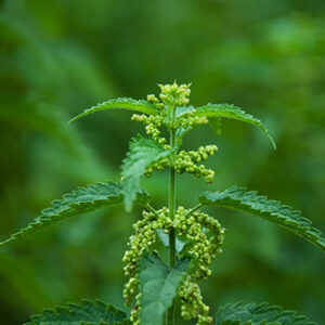 Nettle Leaf - Organic bulk herbs and spices