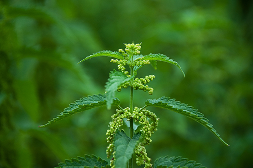 Nettle Leaf - Organic bulk herbs and spices