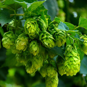 Hops Bulk Whole ORG. Locally Sourced