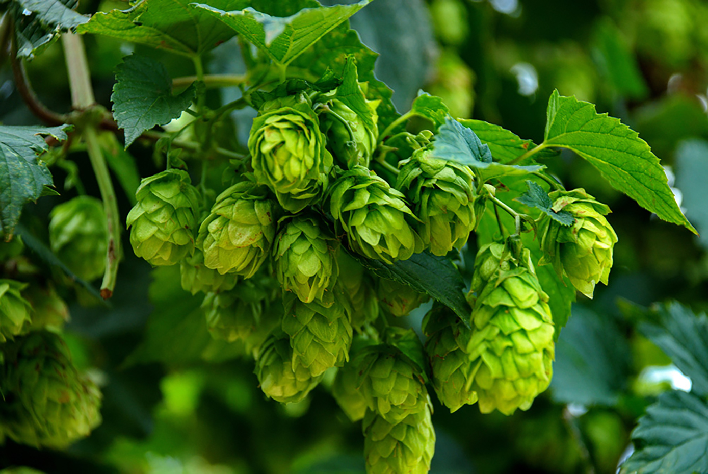 Hops Bulk Whole ORG. Locally Sourced